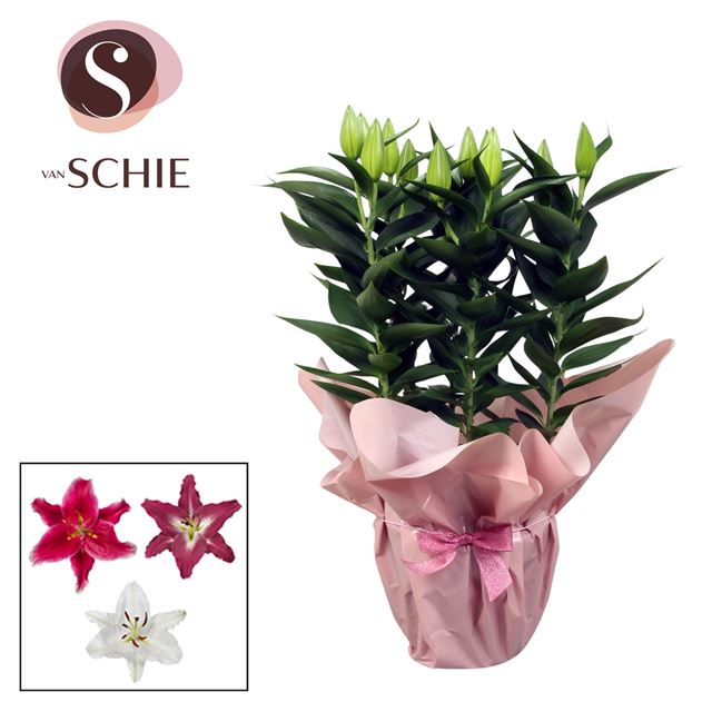 Picture of LILIUM ORIENTAL MIX IN RONDELLA PINK