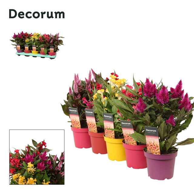 Picture of CELOSIA MIX