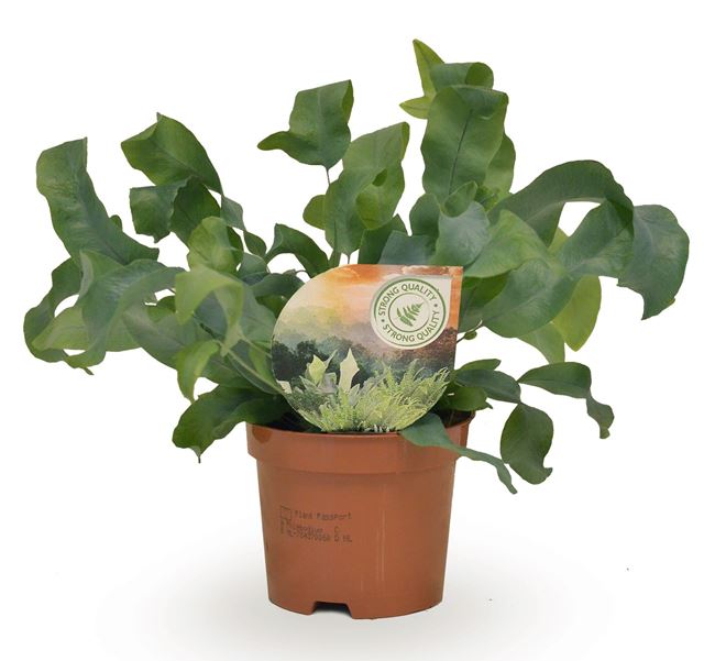 Picture of PHLEBODIUM AUREUM BLEU STAR