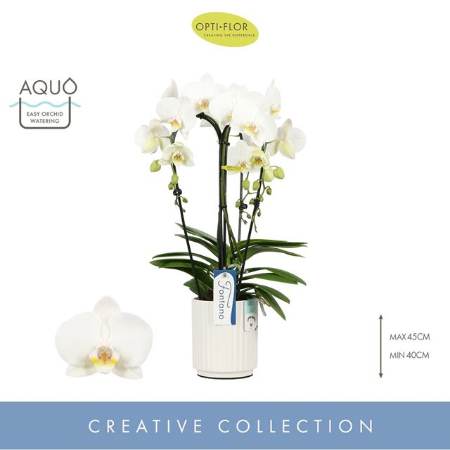 Picture of PHALAENOPSIS 03-STEM FONTANO BELLAGIO IN CERAMIC