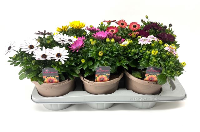 Picture of Osteospermum mix