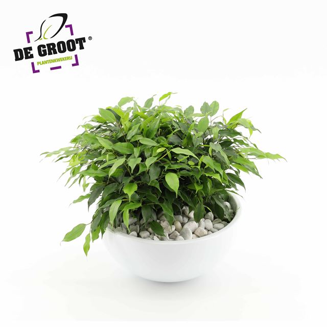 Picture of FICUS BENJAMINA KINKY GREEN IN CERAMIC