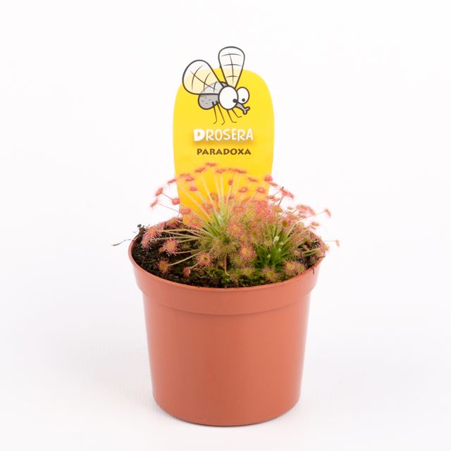 Picture of Drosera paradoxa
