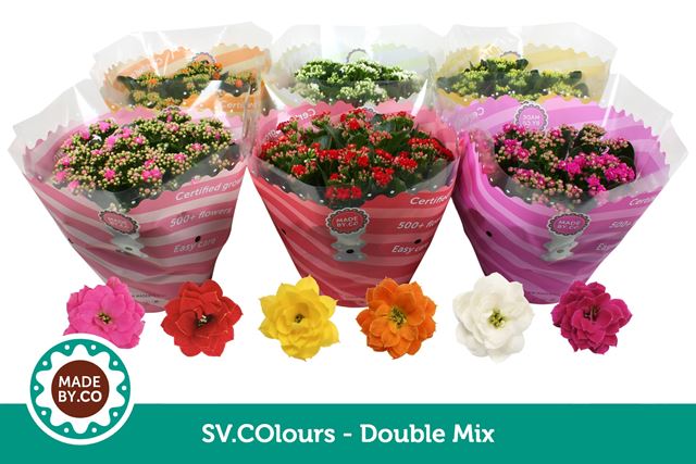 Picture of Kalanchoe double mix bowl