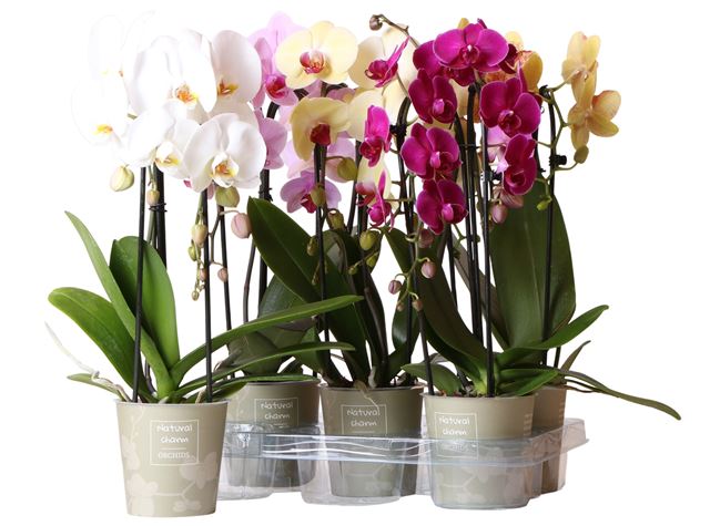 Picture of PHALAENOPSIS 02-STEM CASCADE MIX