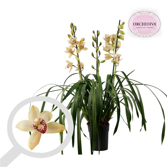 Picture of Cymbidium 03/04-stem creme