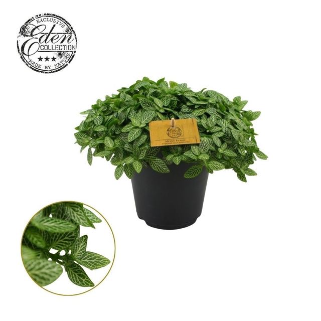 Picture of Fittonia verschaffeltii