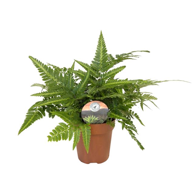 Picture of Arachniodes aristata variegata