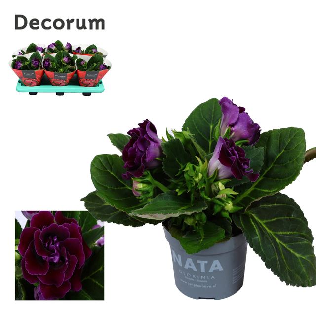Picture of GLOXINIA SONATA PURPLE