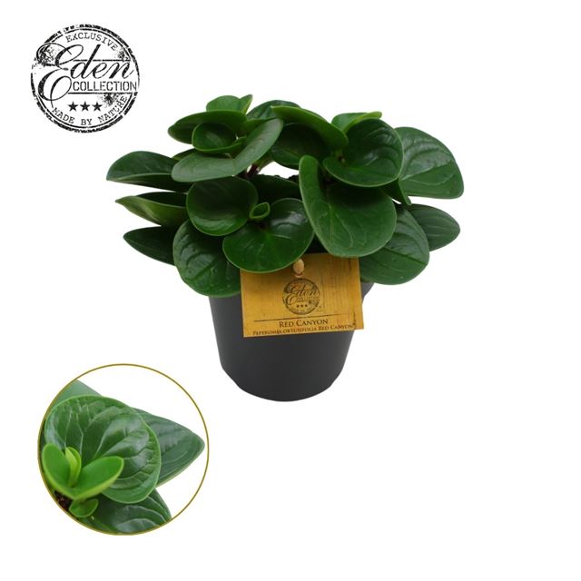 Picture of PEPEROMIA RED CANYON