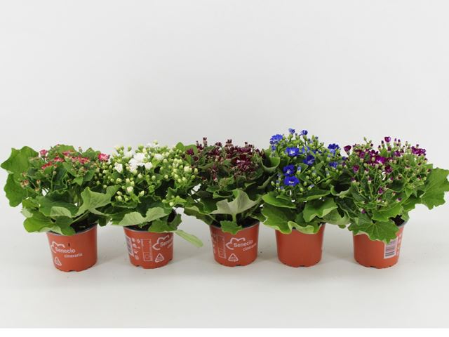 Picture of Senecio cruentus mix