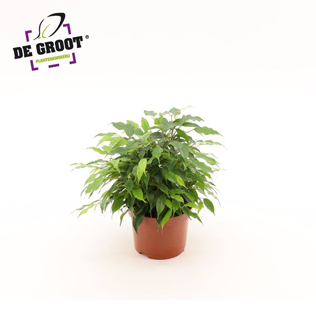 Picture of FICUS BENJAMINA KINKY GREEN