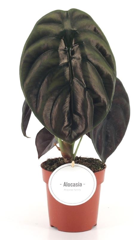 Picture of Alocasia red secret