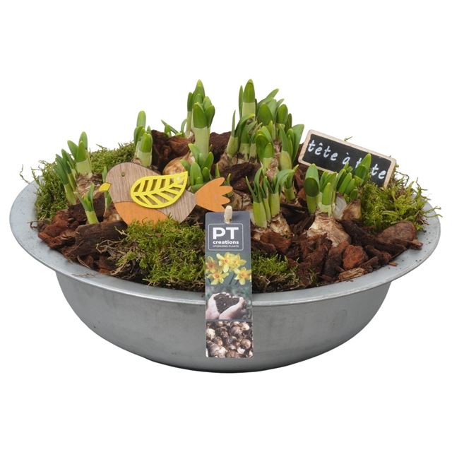 Picture of Narcisssus arrangement