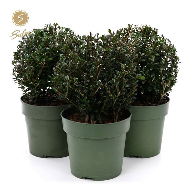 Picture of Ilex crenata ball 020cm