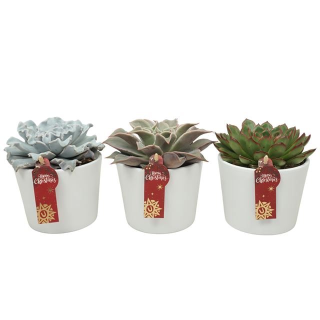 Picture of ECHEVERIA MIX IN XMAS CERAMIC
