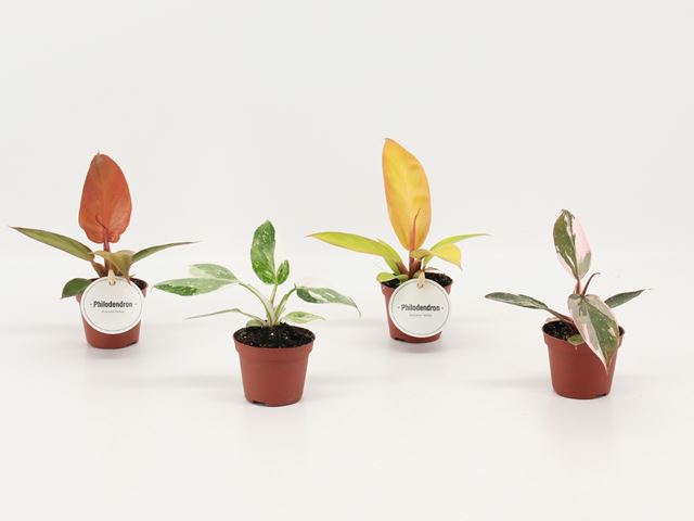 Picture of Philodendron mix
