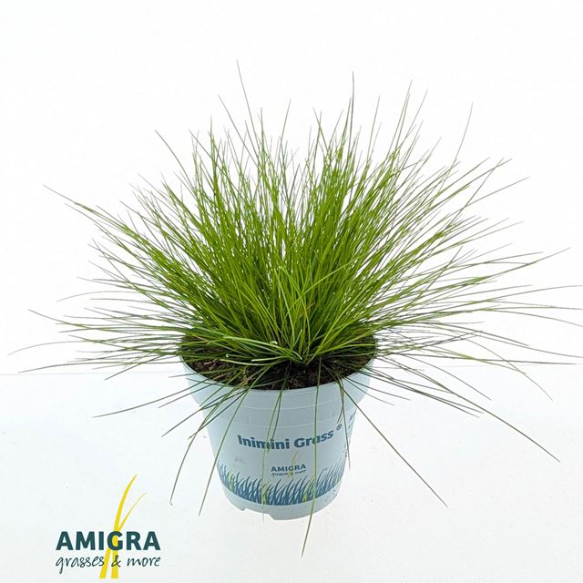 Picture of Deschampsia flexuosa amilime - amigra