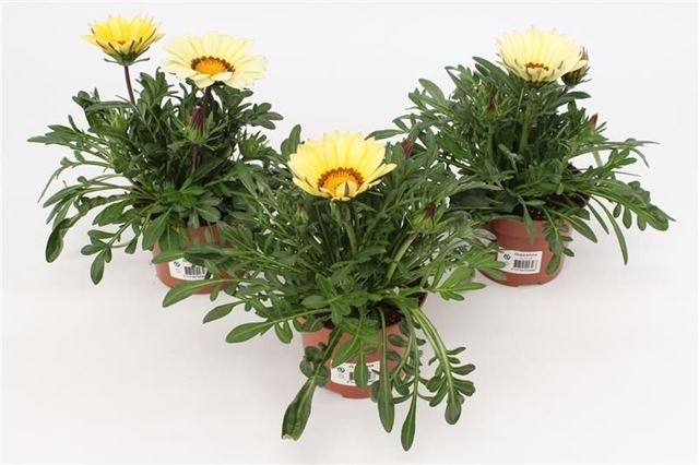 Picture of Gazania big kiss white