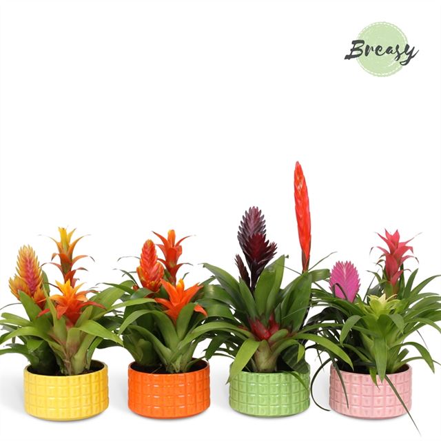 Picture of BROMELIA 03PP MIX IN CERAMIC BOWL