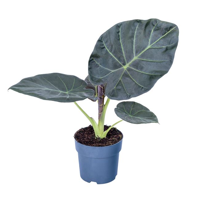 Picture of Alocasia regal shield