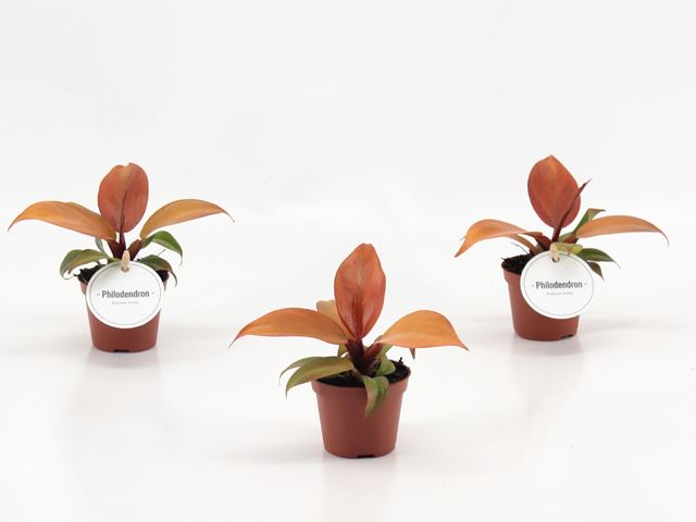 Picture of Philodendron mccolley's finale