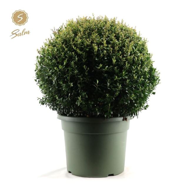 Picture of Ilex crenata ball 070cm