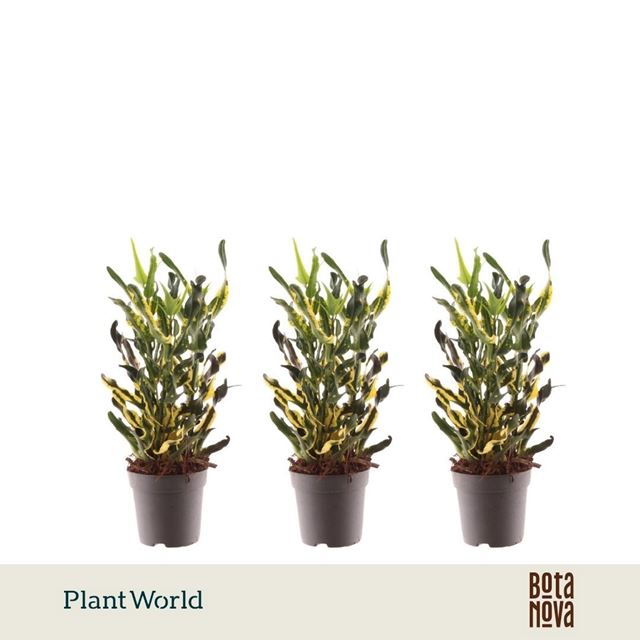 Picture of Codiaeum/croton pictum