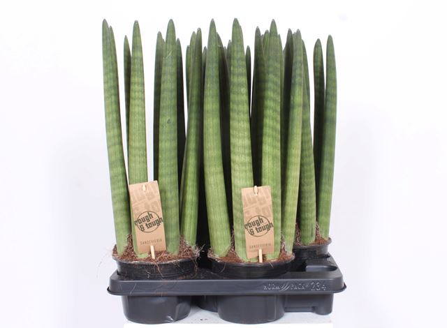 Picture of SANSEVIERIA CYLINDRICA STRAIGHT