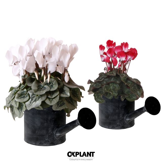 Picture of CYCLAMEN IN ZINC WATERING CAN