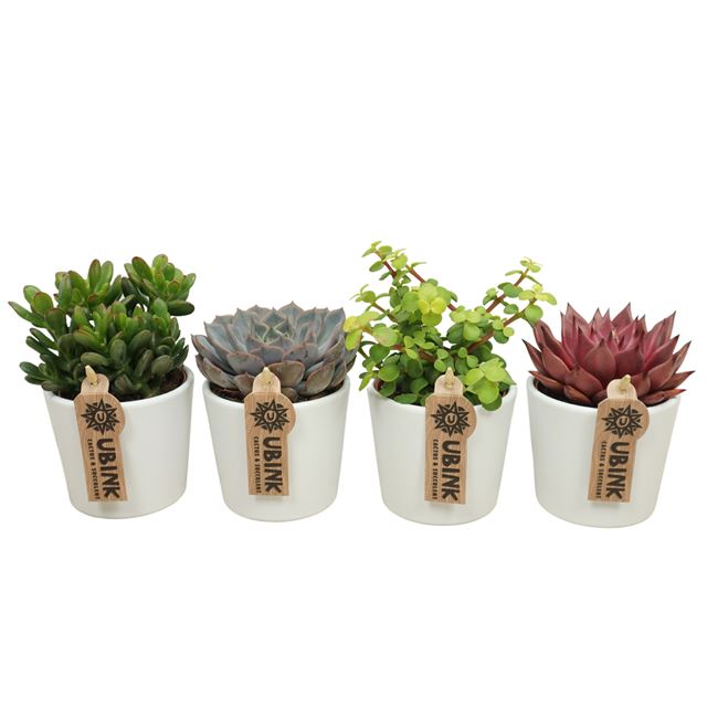 Picture of Succulent mix in white ceramic