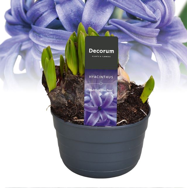 Picture of Hyacinthus multiflora blue