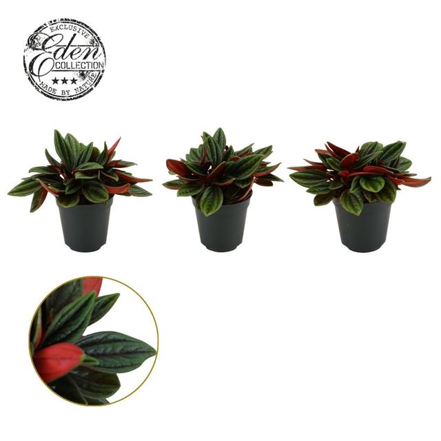 Picture of Peperomia caperata rosso
