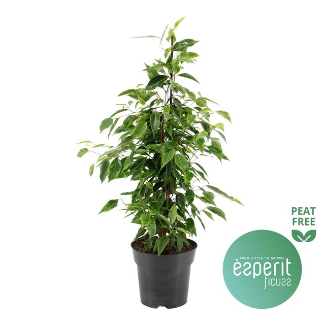 Picture of FICUS BENJAMINA ANASTASIA