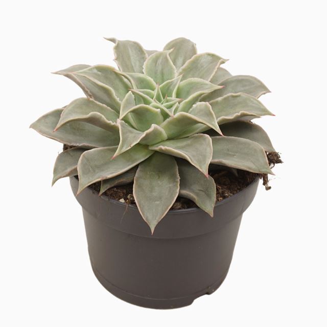 Picture of ECHEVERIA MARADIBA 