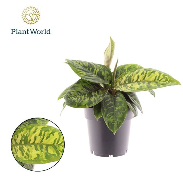 Picture of Homalomena camouflage