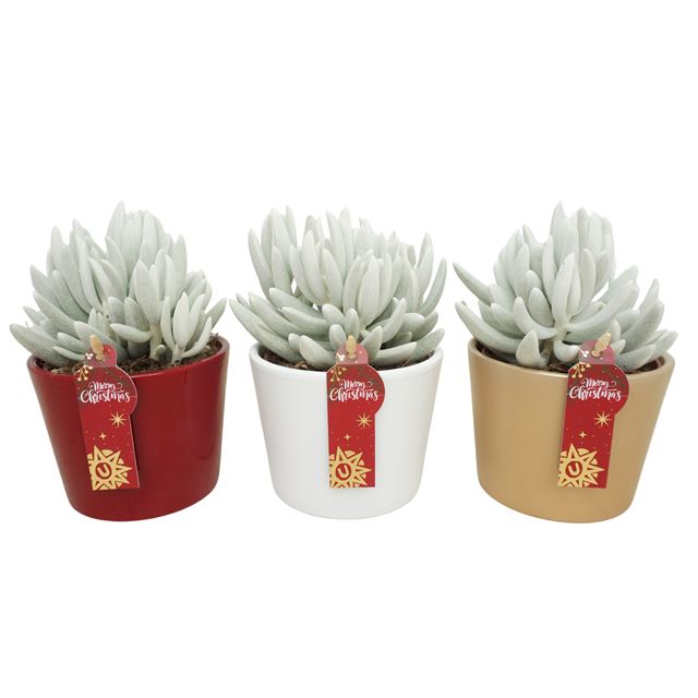 Picture of SENECIO MONT BLANC IN XMAS CERAMIC MIX