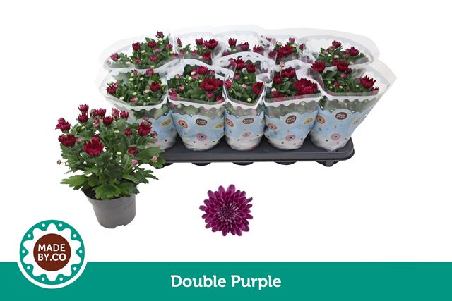 Picture of Chrysanthemum indicum double red