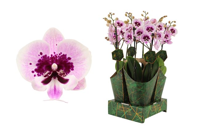 Picture of PHALAENOPSIS 02-STEM ALADDIN + COVER