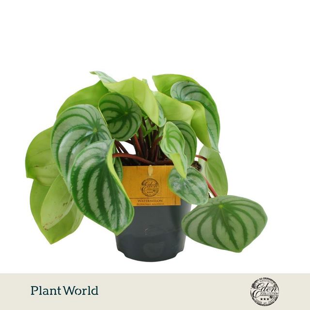 Picture of Peperomia argyreia