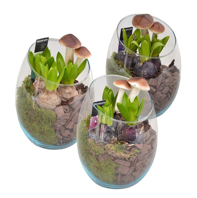 Picture of HYACINTHUS 03BULBS GLASS OBLIQUE
