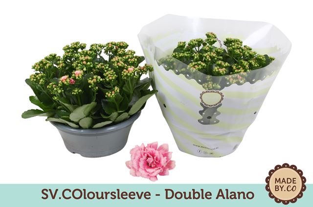 Picture of Kalanchoe double alano in bowl+sleeve