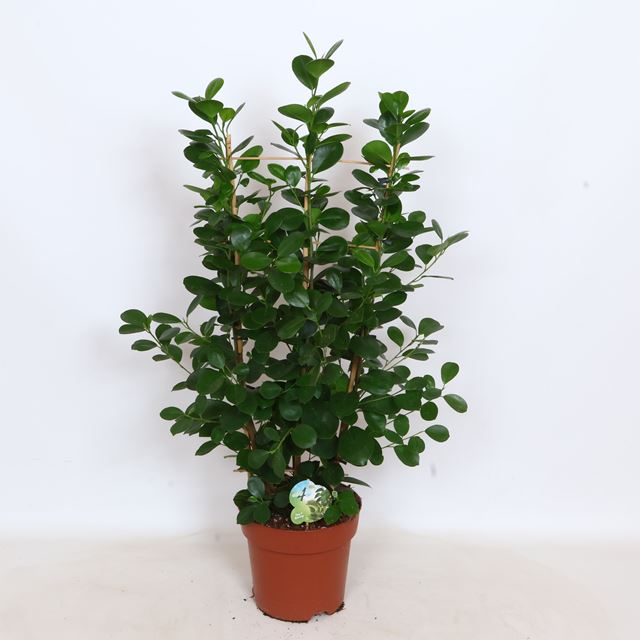 Picture of Ficus microcarpa moclame on frame