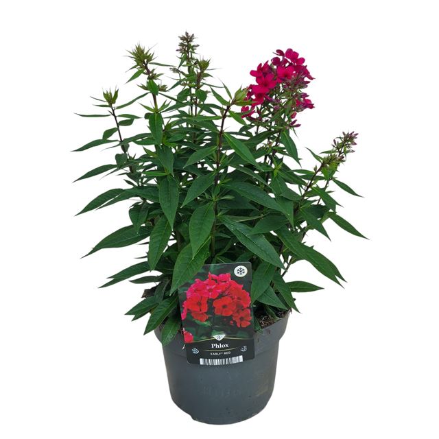 Picture of Phlox paniculata early red