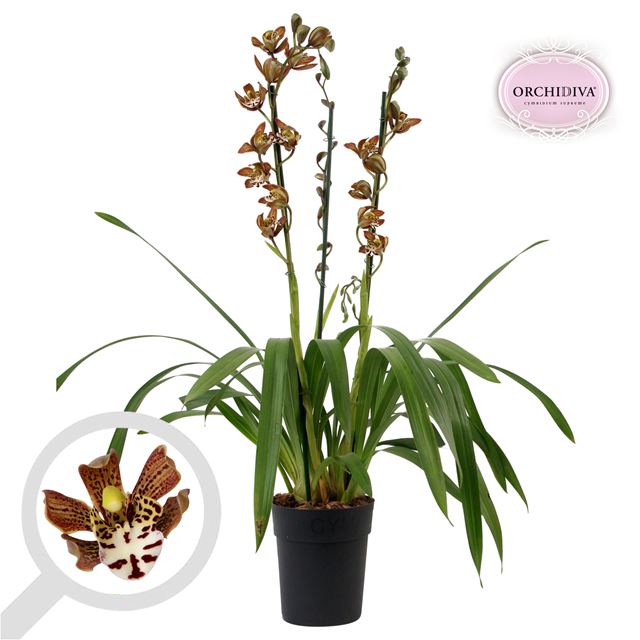 Picture of Cymbidium 03-4 stem magic chocolate
