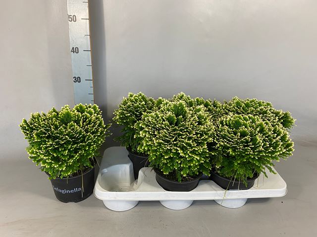 Picture of SELAGINELLA MARTENSII JORI