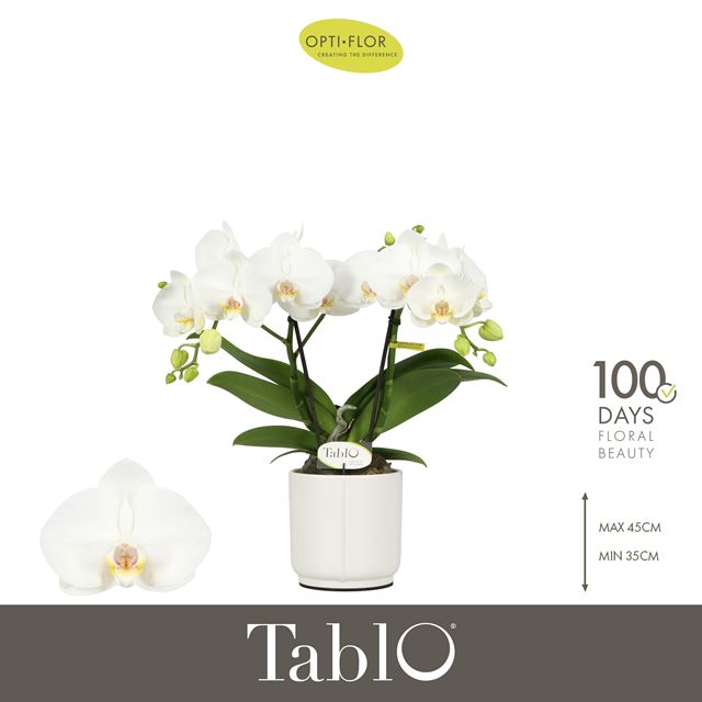 Picture of Phalaenopsis 02-stem tablo champagne in ceramic