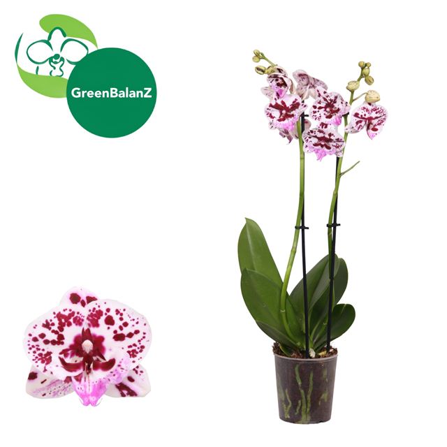 Picture of Phalaenopsis 02-stem speechless elegance