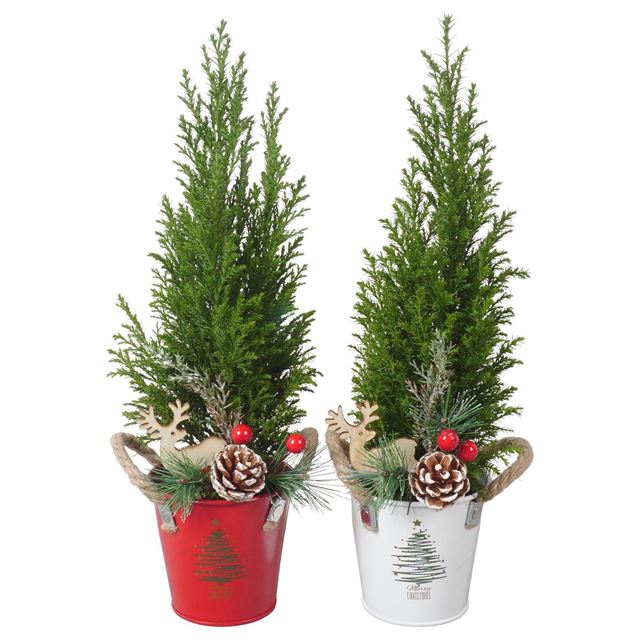 Picture of CHAMAECYPARIS ELWOODI IN XMAS ZINC