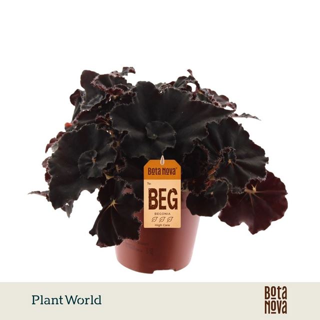 Picture of Begonia rex dark mambo
